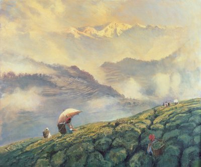 Tea Picking, Darjeeling, India, 1999 by Tim Scott Bolton